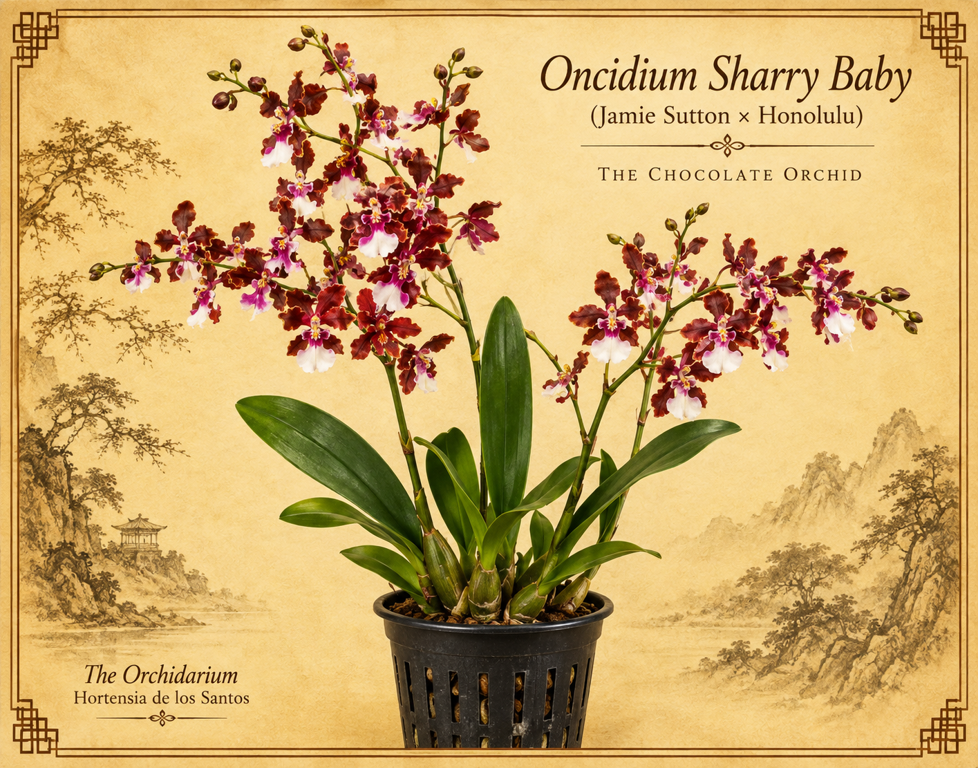 Oncidium Sharry Baby