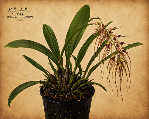 Bulbophyllum rothschildianum