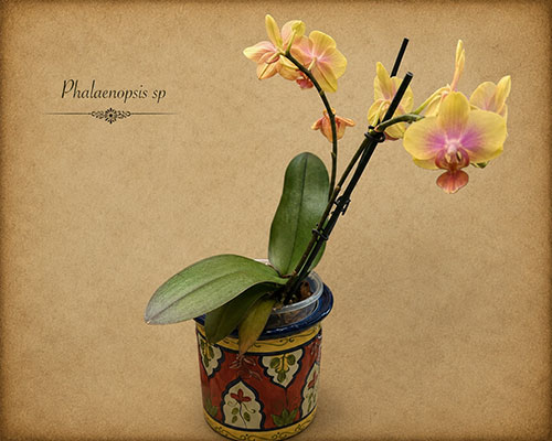 Phalaenopsis sp.
